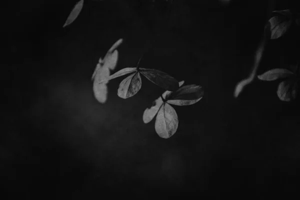 Schöne Zarte Vergessene Braune Blüten Einem Dunklen Herbstgarten — Stockfoto