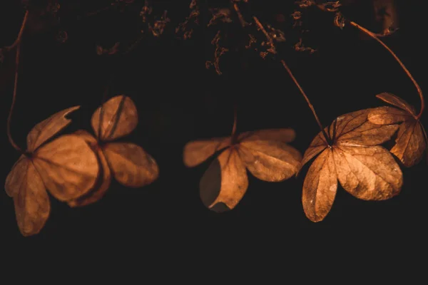 Schöne Zarte Vergessene Braune Blüten Einem Dunklen Herbstgarten — Stockfoto