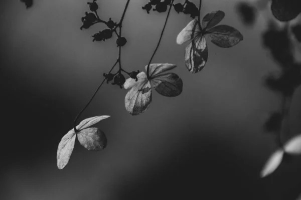 Schöne Zarte Vergessene Braune Blüten Einem Dunklen Herbstgarten — Stockfoto