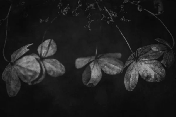 Schöne Zarte Vergessene Braune Blüten Einem Dunklen Herbstgarten — Stockfoto