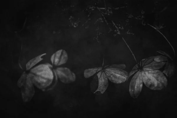 Schöne Zarte Vergessene Braune Blüten Einem Dunklen Herbstgarten — Stockfoto