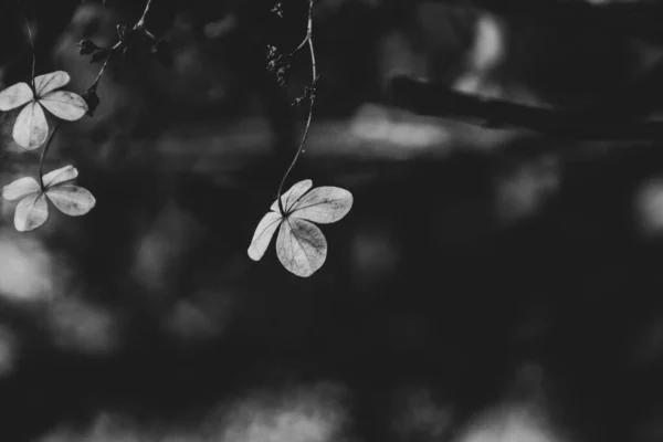 Hermosas Flores Marrones Olvidadas Delicadas Jardín Otoño Oscuro — Foto de Stock