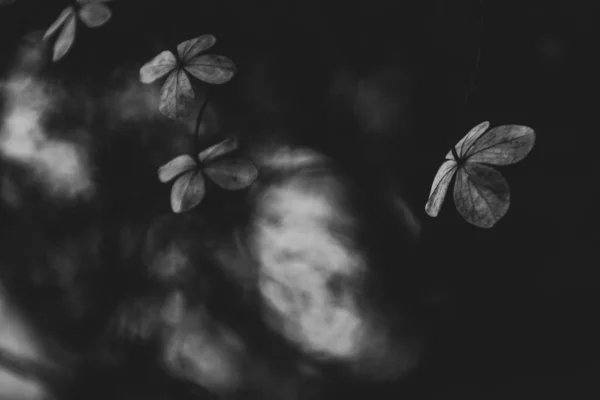 Hermosas Flores Marrones Olvidadas Delicadas Jardín Otoño Oscuro — Foto de Stock