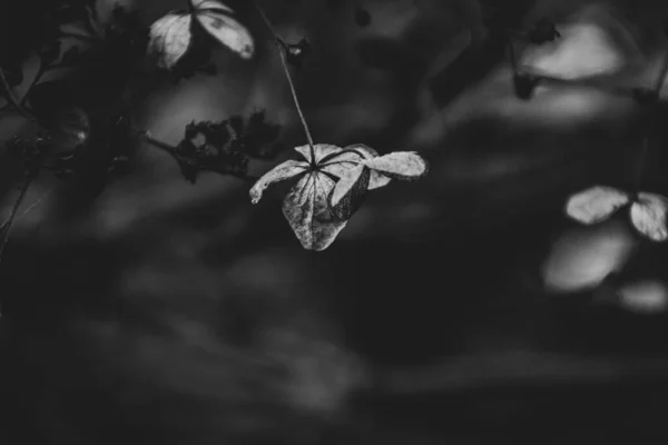 Hermosas Flores Marrones Olvidadas Delicadas Jardín Otoño Oscuro — Foto de Stock