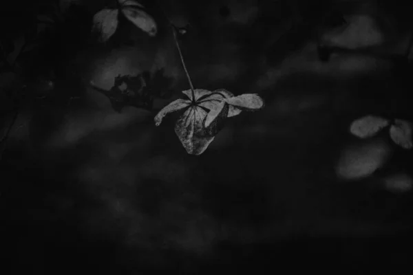 Красиві Ніжні Забуті Коричневі Квіти Темному Осінньому Саду — стокове фото