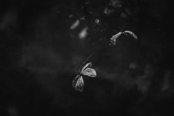 Belles Fleurs Brunes Oubliées Délicates Dans Jardin Automne Sombre — Photo