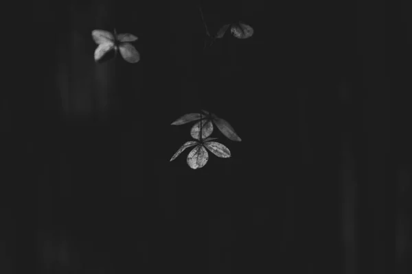 Beautiful Delicate Forgotten Brown Flowers Dark Autumn Garden — Stock Photo, Image