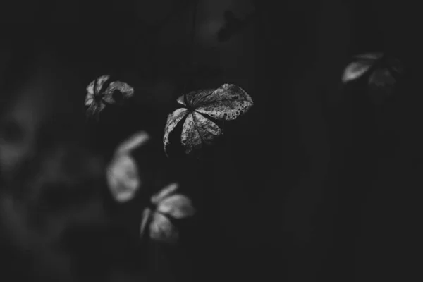 Belles Fleurs Brunes Oubliées Délicates Dans Jardin Automne Sombre — Photo