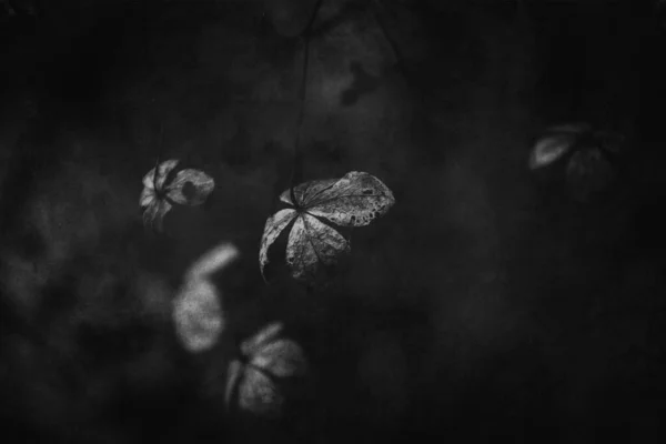 Hermosas Flores Marrones Olvidadas Delicadas Jardín Otoño Oscuro —  Fotos de Stock