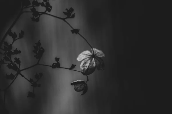 Hermosas Flores Marrones Olvidadas Delicadas Jardín Otoño Oscuro —  Fotos de Stock