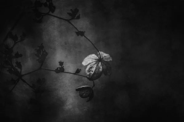 Belles Fleurs Brunes Oubliées Délicates Dans Jardin Automne Sombre — Photo
