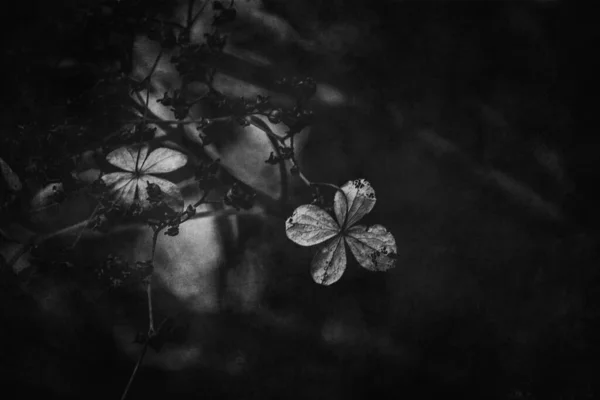 Gyönyörű Elfeledett Barna Virágok Egy Sötét Őszi Kertben — Stock Fotó