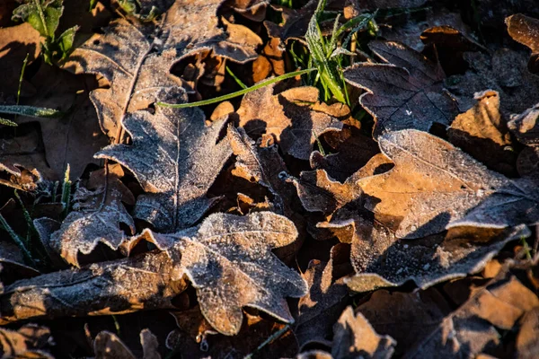 冬の霜の日には美しい秋の背景 オークの葉の霜が太陽に照らされ — ストック写真