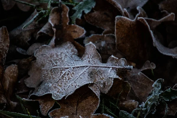 Schönen Herbst Hintergrund Einem Frostigen Wintertag Mit Frost Auf Eichenblättern — Stockfoto