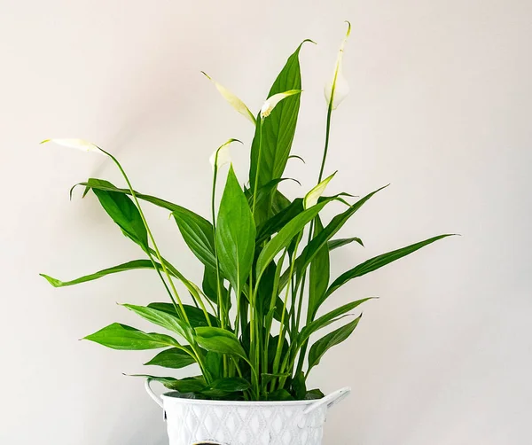 Bela Flor Vaso Com Folhas Verdes Florescendo Branco Fundo Claro Fotos De Bancos De Imagens