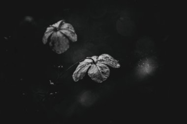 Güzel, solmuş, narin bir çiçek. Soğuk, soğuk bir günde, kar yağarken.