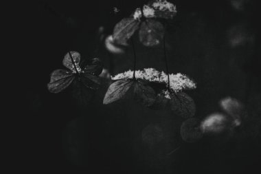 Güzel, solmuş, narin bir çiçek. Soğuk, soğuk bir günde, kar yağarken.