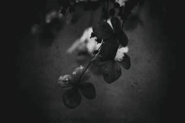 Güzel, solmuş, narin bir çiçek. Soğuk, soğuk bir günde, kar yağarken.