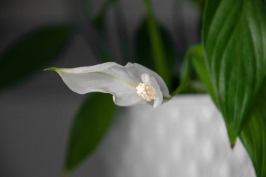 Beyaz bir saksıda güzel bir ev çiçeği raftaki havayı temizliyor.