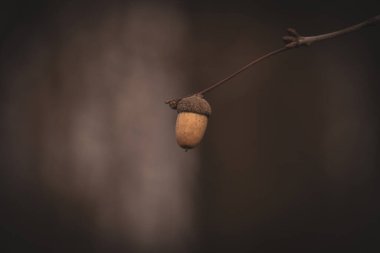 Karanlık ve hüzünlü bir arka planda meşe palamudu olan yalnız, güzel bir sonbahar dalı.