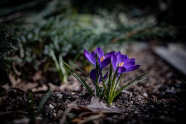 Bahar bahçesinde yetişen narin, mor bir çiçek.