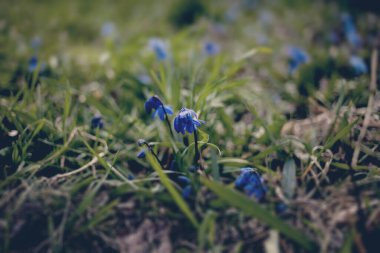 Çimlerin arka planında yeşil bahar çayırında küçük güzel mavi bir çiçek