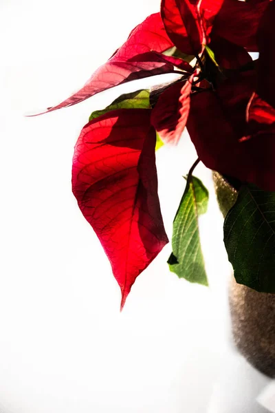 Een Mooie Spurge Met Rode Bladeren Een Witte Achtergrond Voor — Stockfoto