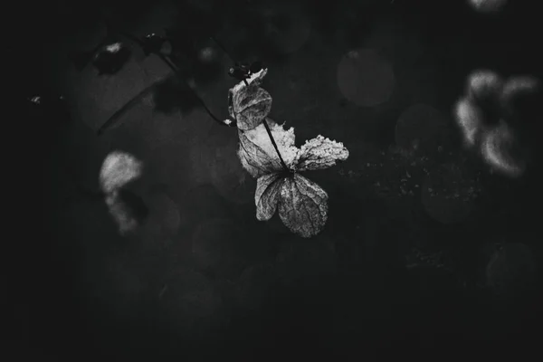 Une Belle Fleur Délicate Flétrie Dans Jardin Par Une Journée — Photo