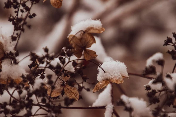 Una Hermosa Flor Delicada Marchita Jardín Día Helado Frío Durante — Foto de Stock