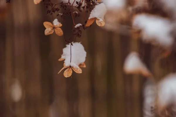 Uma Bela Flor Delicada Murcha Jardim Dia Gelado Frio Durante — Fotografia de Stock