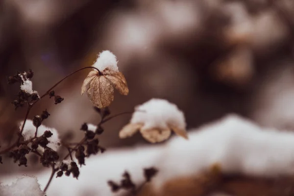 Una Hermosa Flor Delicada Marchita Jardín Día Helado Frío Durante — Foto de Stock