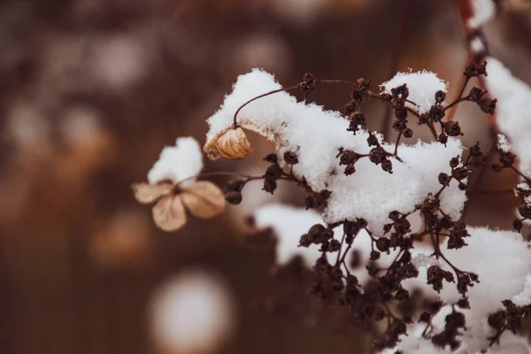 Una Hermosa Flor Delicada Marchita Jardín Día Helado Frío Durante — Foto de Stock