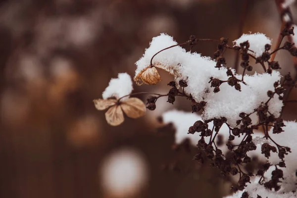 Beautiful Withered Delicate Flower Garden Cold Frosty Day Falling White — Stock Photo, Image