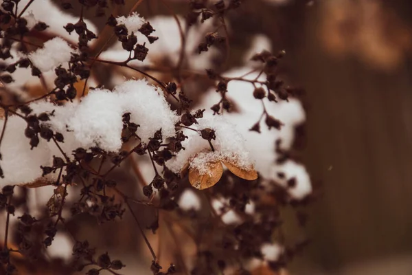 在白雪飘落的寒冷寒冷的日子里 花园里一朵凋零的美丽娇嫩的花 — 图库照片