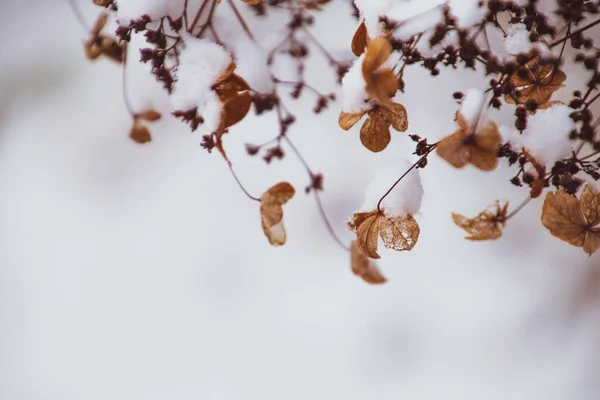 Uma Bela Flor Delicada Murcha Jardim Dia Gelado Frio Durante — Fotografia de Stock