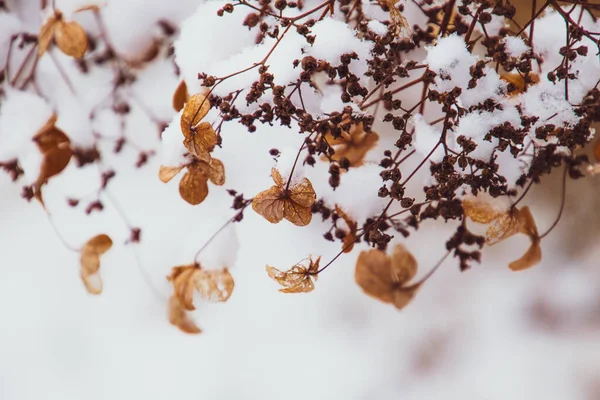 Una Hermosa Flor Delicada Marchita Jardín Día Helado Frío Durante — Foto de Stock