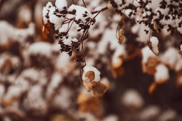 Bel Fiore Delicato Appassito Giardino Una Fredda Giornata Gelida Durante — Foto Stock