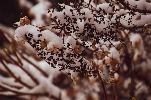 Bel Fiore Delicato Appassito Giardino Una Fredda Giornata Gelida Durante — Foto Stock