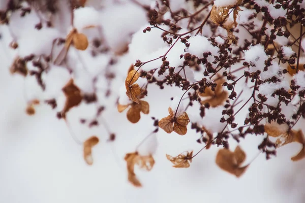 Piękny Uschnięty Delikatny Kwiat Ogrodzie Chłodny Mroźny Dzień Podczas Opadającego — Zdjęcie stockowe