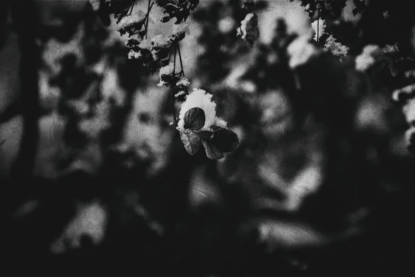 Красивый Увядший Тонкий Цветок Саду Холодный Морозный День Время Выпадения — стоковое фото