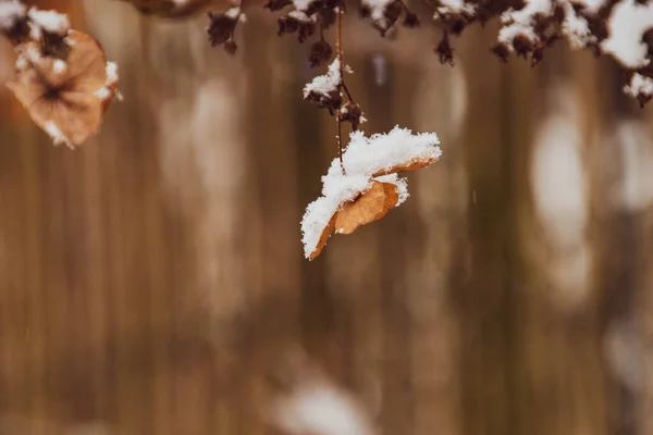白い雪の降る寒い霜の日に庭の美しい枯れて繊細な花 — ストック写真