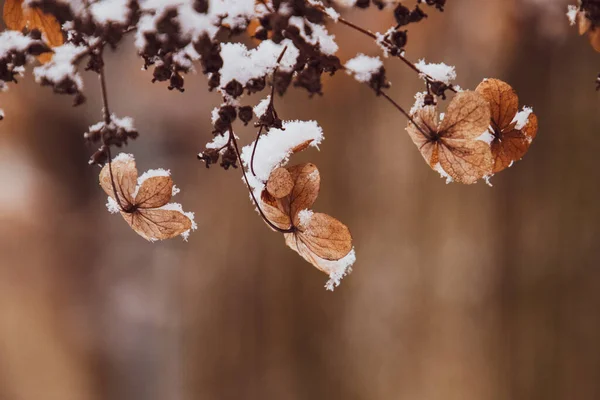 白い雪の降る寒い霜の日に庭の美しい枯れて繊細な花 — ストック写真