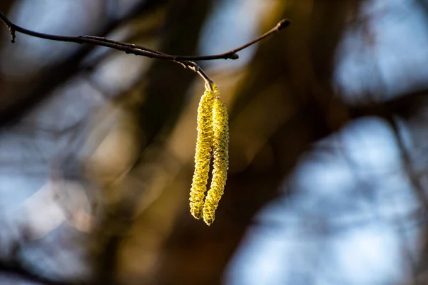 Hermosas Ramas Árboles Florecientes Primavera Fresca Frío Sol Marzo — Foto de Stock