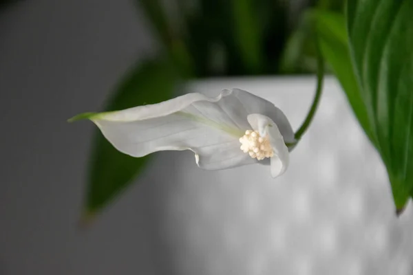 Piękny Kwiat Białym Garnku Oczyszczający Powietrze Półce Zbliżeniu — Zdjęcie stockowe