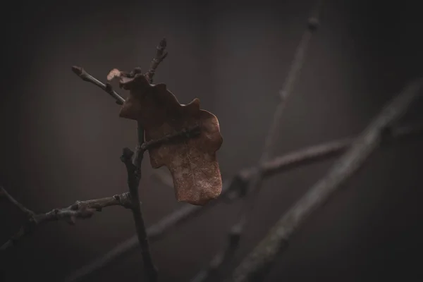 Bella Solitario Triste Foglia Quercia Marrone Autunno Ramo Albero Senza — Foto Stock