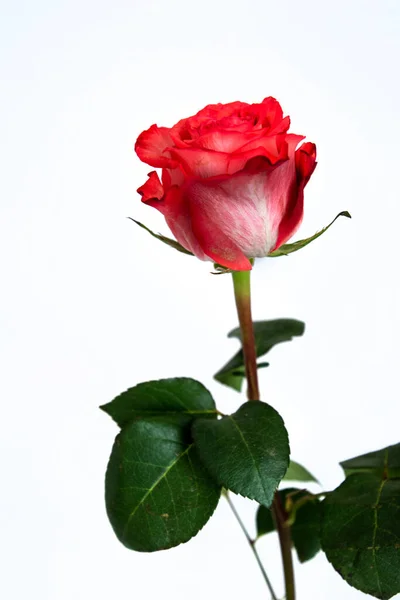 Красивый Delikana Красный Цветок Розы Изолированы Белом Изолированном Фоне — стоковое фото