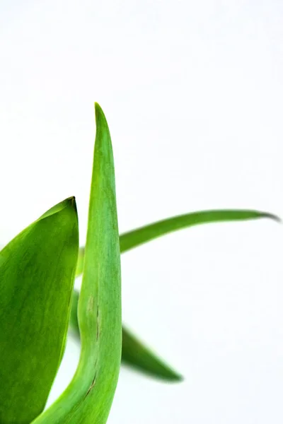 Красивый Зеленый Весенний Лист Тюльпана Белом Фоне — стоковое фото