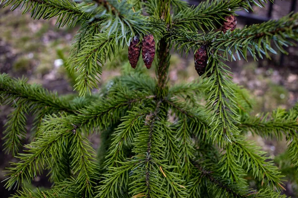 Gyönyörű Zöld Háttér Fenyő Ágak Kívül Parkban — Stock Fotó