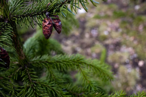 Vacker Grön Bakgrund Med Barrträd Grenar Utanför Parken — Stockfoto