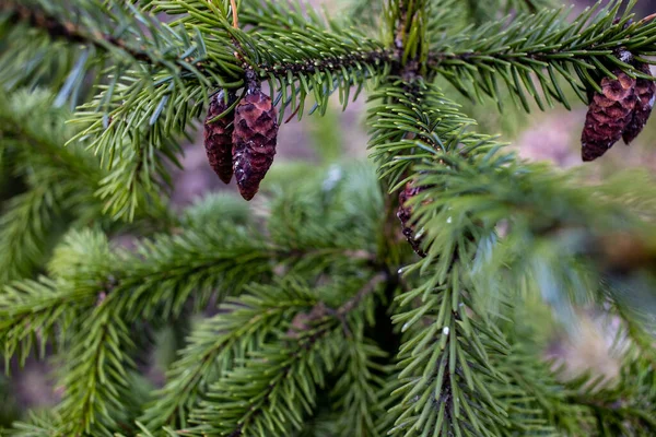 Gyönyörű Zöld Háttér Fenyő Ágak Kívül Parkban — Stock Fotó